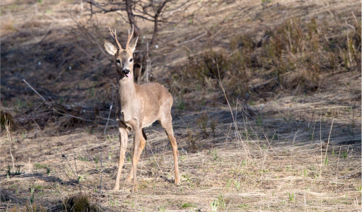 01 Percorso Montalto Ligure - Desteglio - I Campi - Monte Pallarea