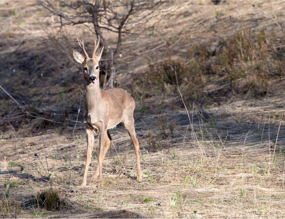 01 Percorso Montalto Ligure - Desteglio - I Campi - Monte Pallarea